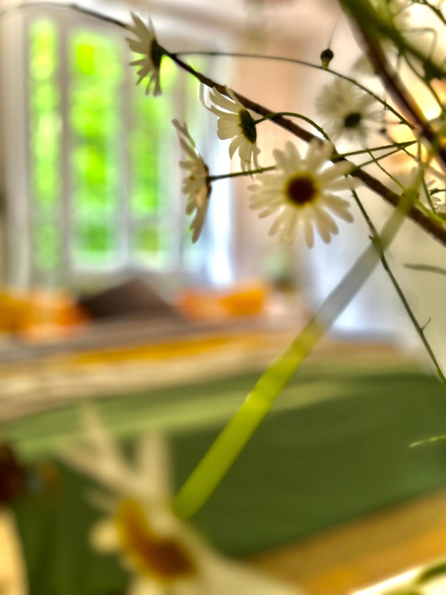 Le Chambon, Chambres D'Hotes Saint-Merd-de-Lapleau 外观 照片